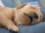 Puppy napping